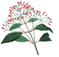 cinchona, cure for malaria