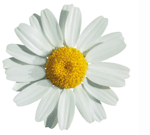 daisy: bellis perennis